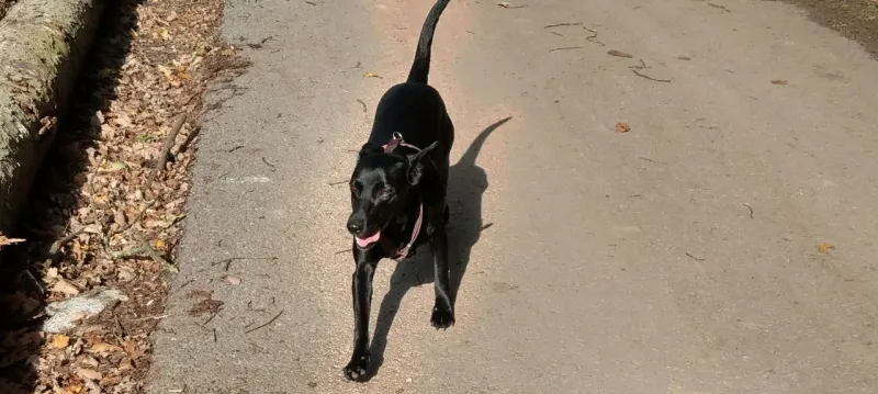 Zorka