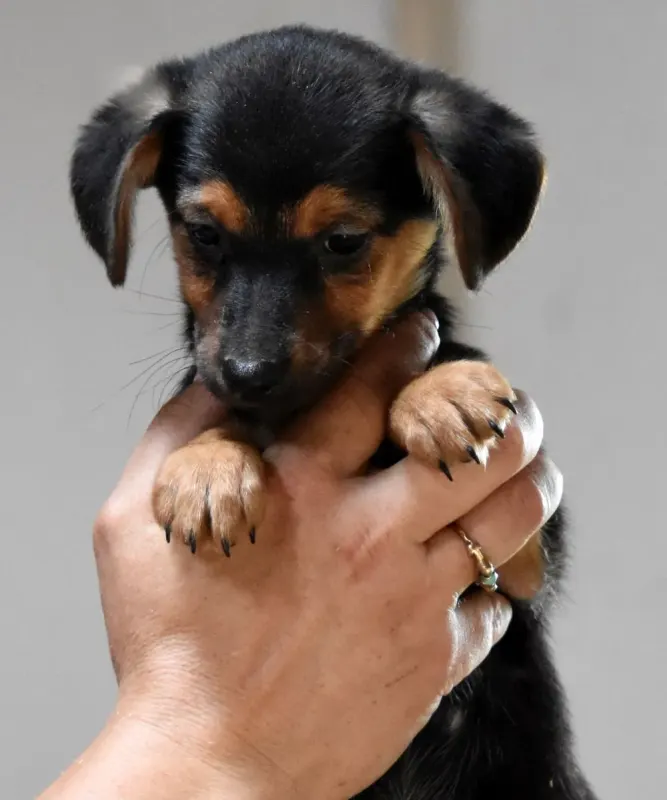 Zsebi