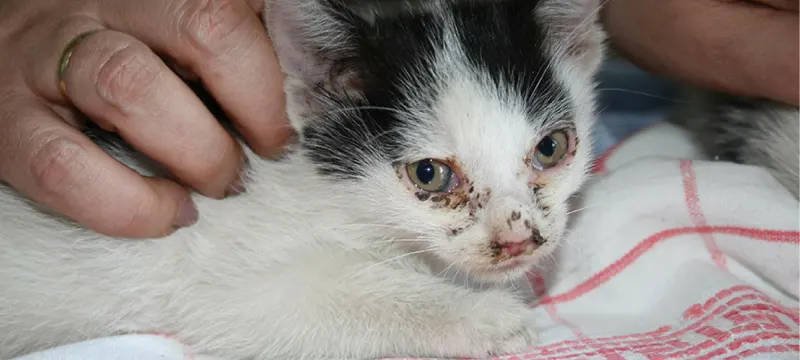Kastrationsprojekt Katzen in Ungarn