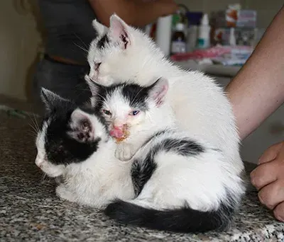 Kastrationsprojekt Katzen in Ungarn – Bild 5