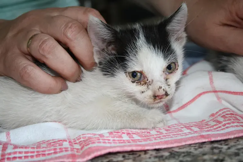 Kastrationsprojekt Katzen in Ungarn – Bild 3