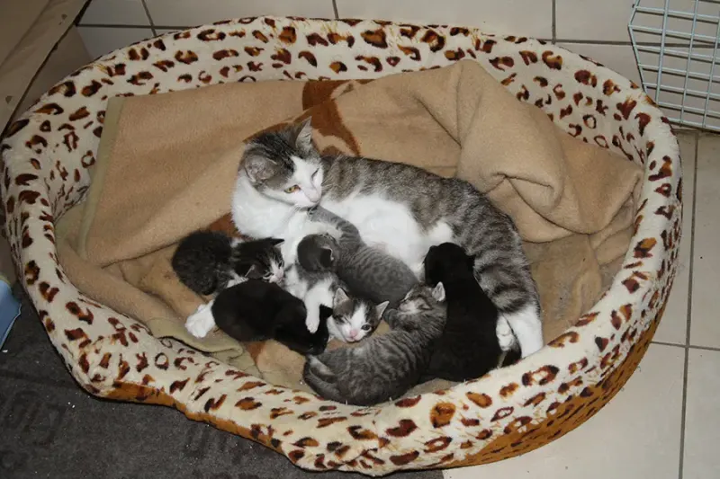 Kastrationsprojekt Katzen in Ungarn – Bild 2