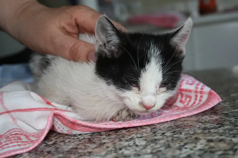 Kastrationsprojekt Katzen in Ungarn – Bild 4