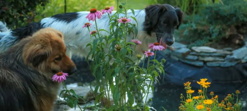 Tierschutzprojekt in Bosnien und Herzegowina