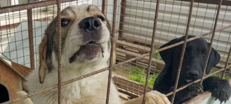 Tierschutzprojekt in Kroatien