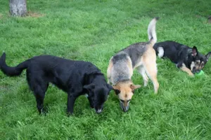 Christiane Westerburg mit ihren drei Hunden Nisha, Nayeli und Csoda Scampi